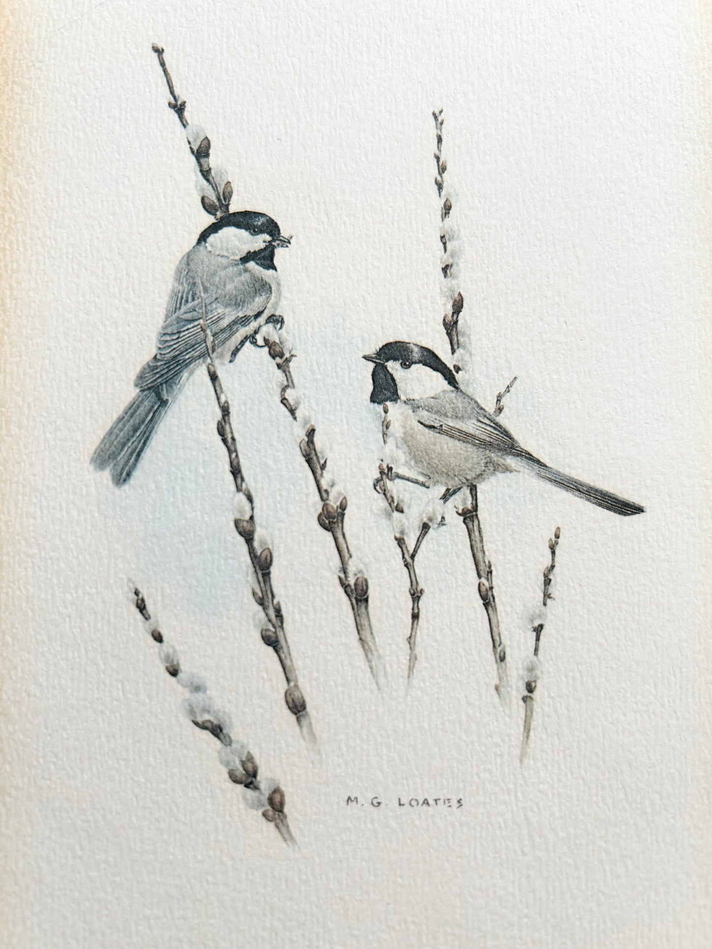 Glen Loates Black Capped Chickadees w/Pussy Willows Print - Signed by the Artist