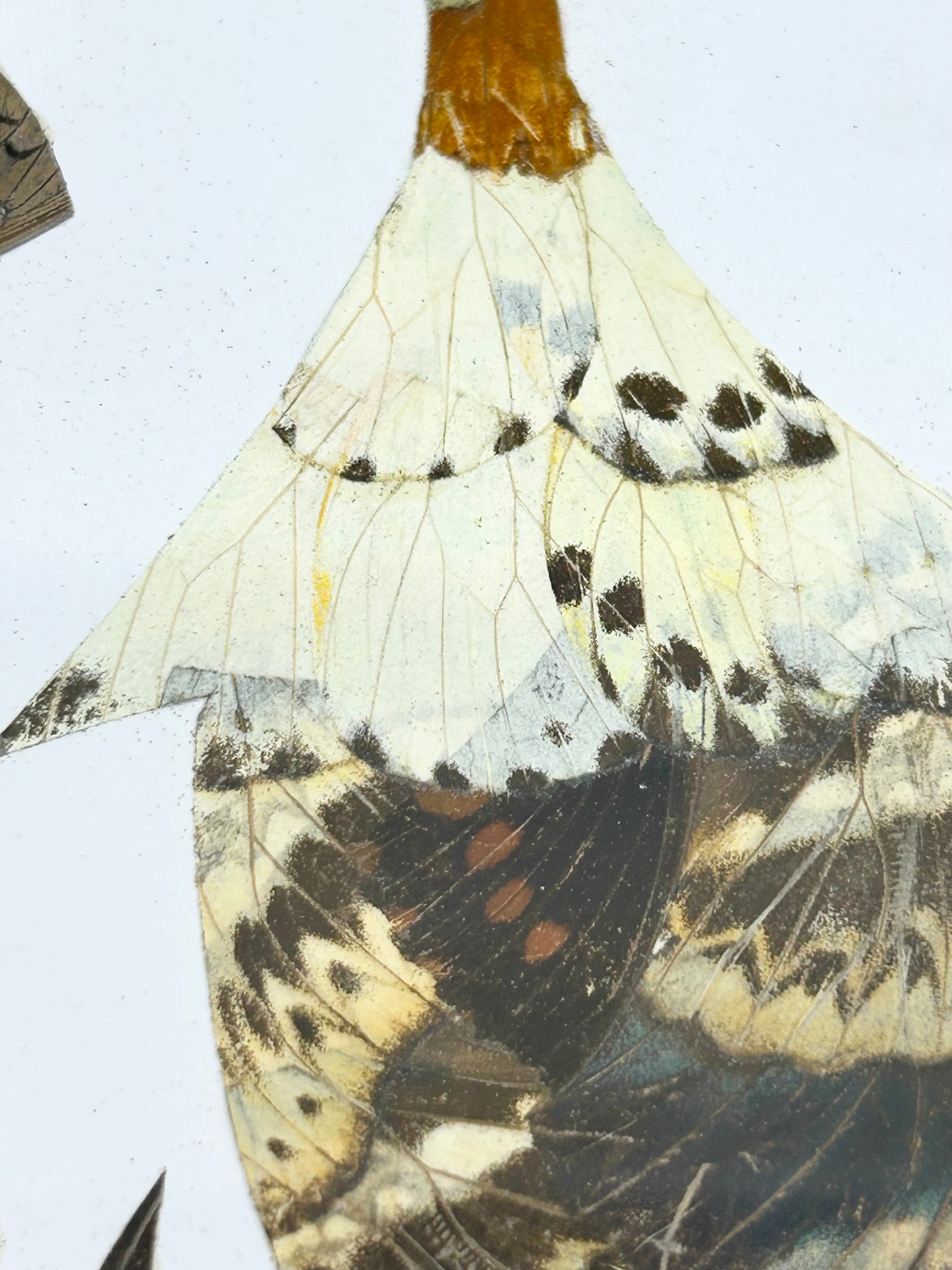 Pressed Insect Wing Art - African Women Daily Life Set of 2 Rare and One-of-a-kind