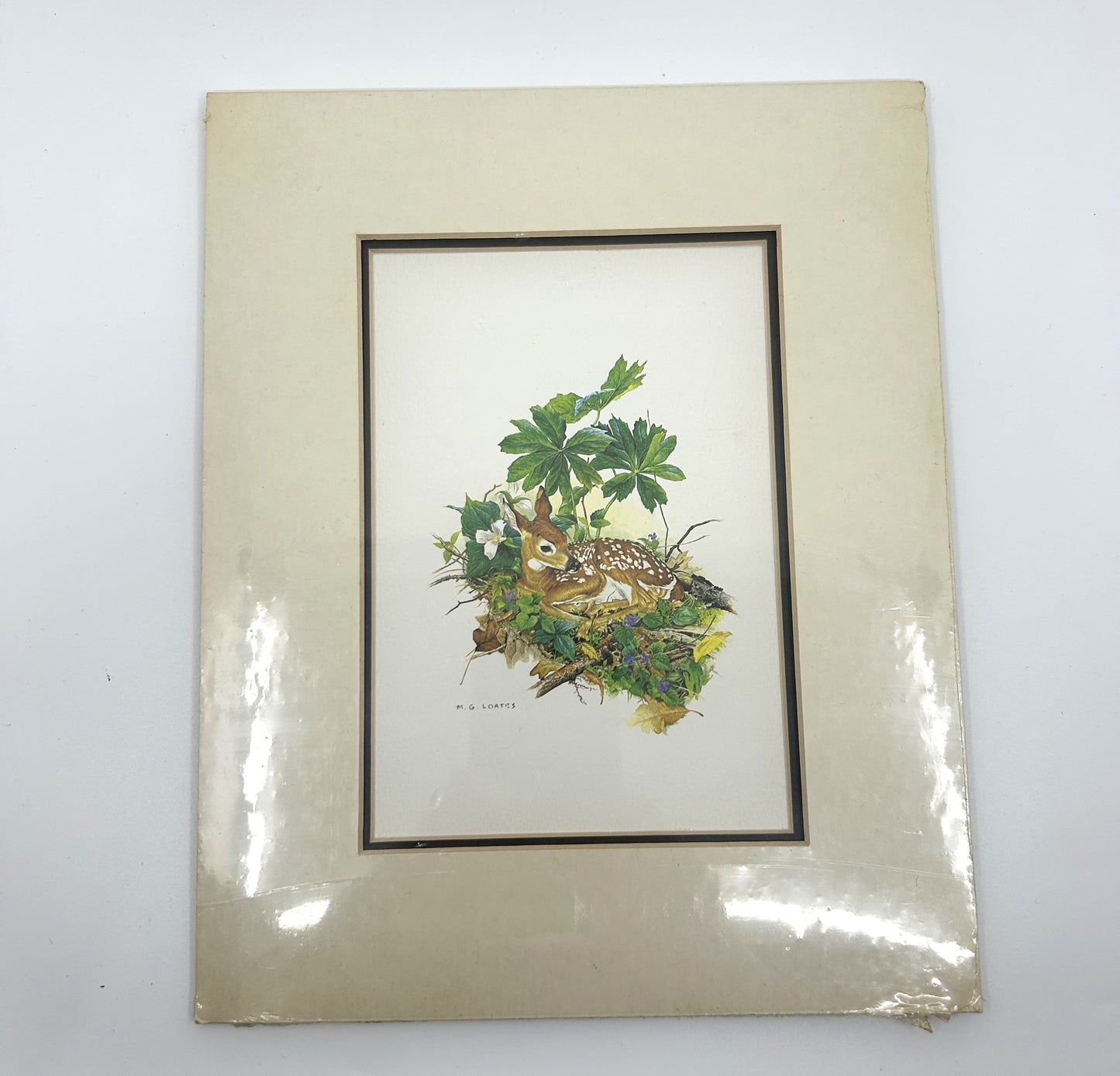 Glen Loates Fawn /Deer Resting in Foliage Print - Matted and Sealed Signed by Artist