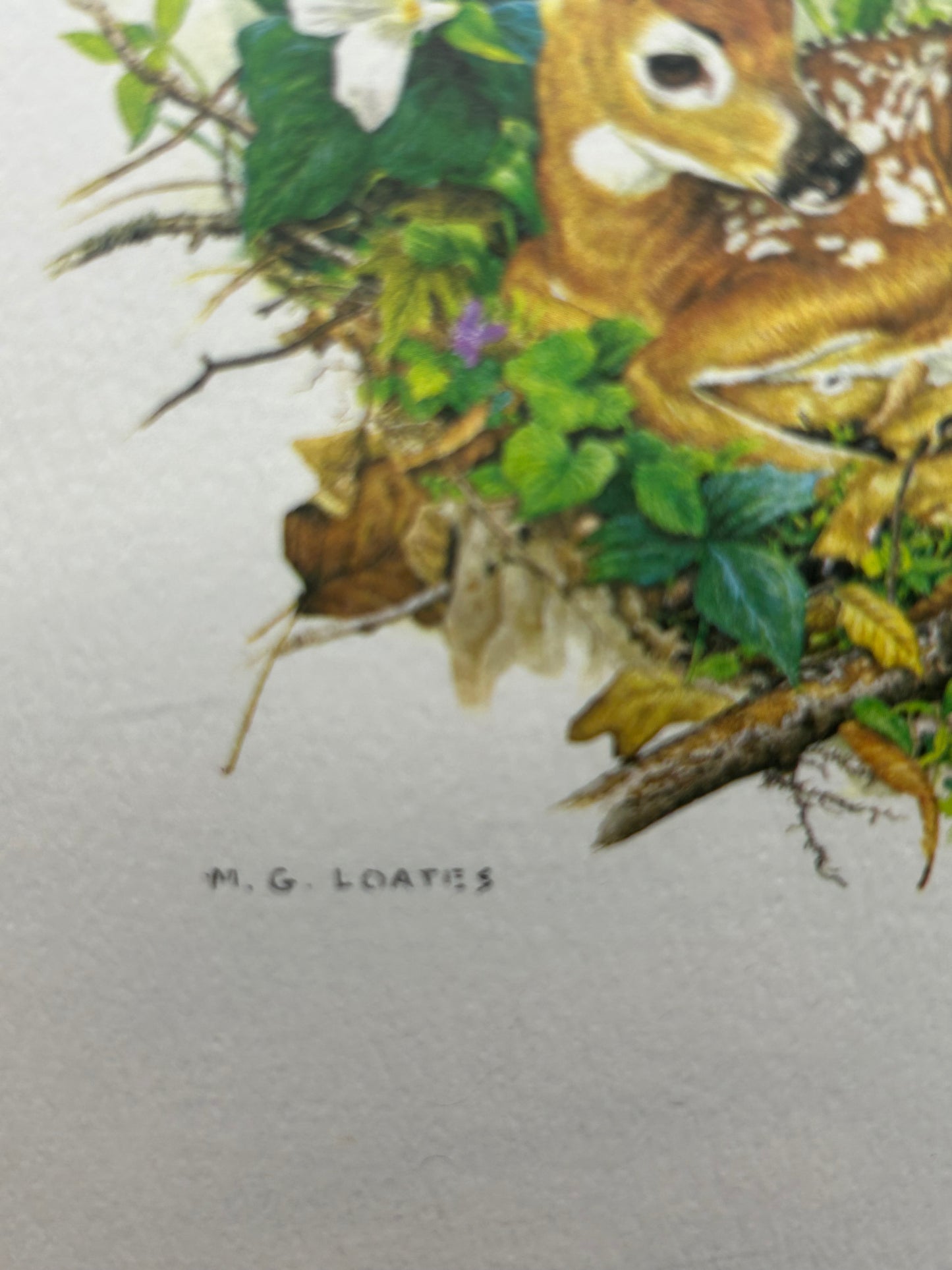 Glen Loates Fawn /Deer Resting in Foliage Print - Matted and Sealed Signed by Artist