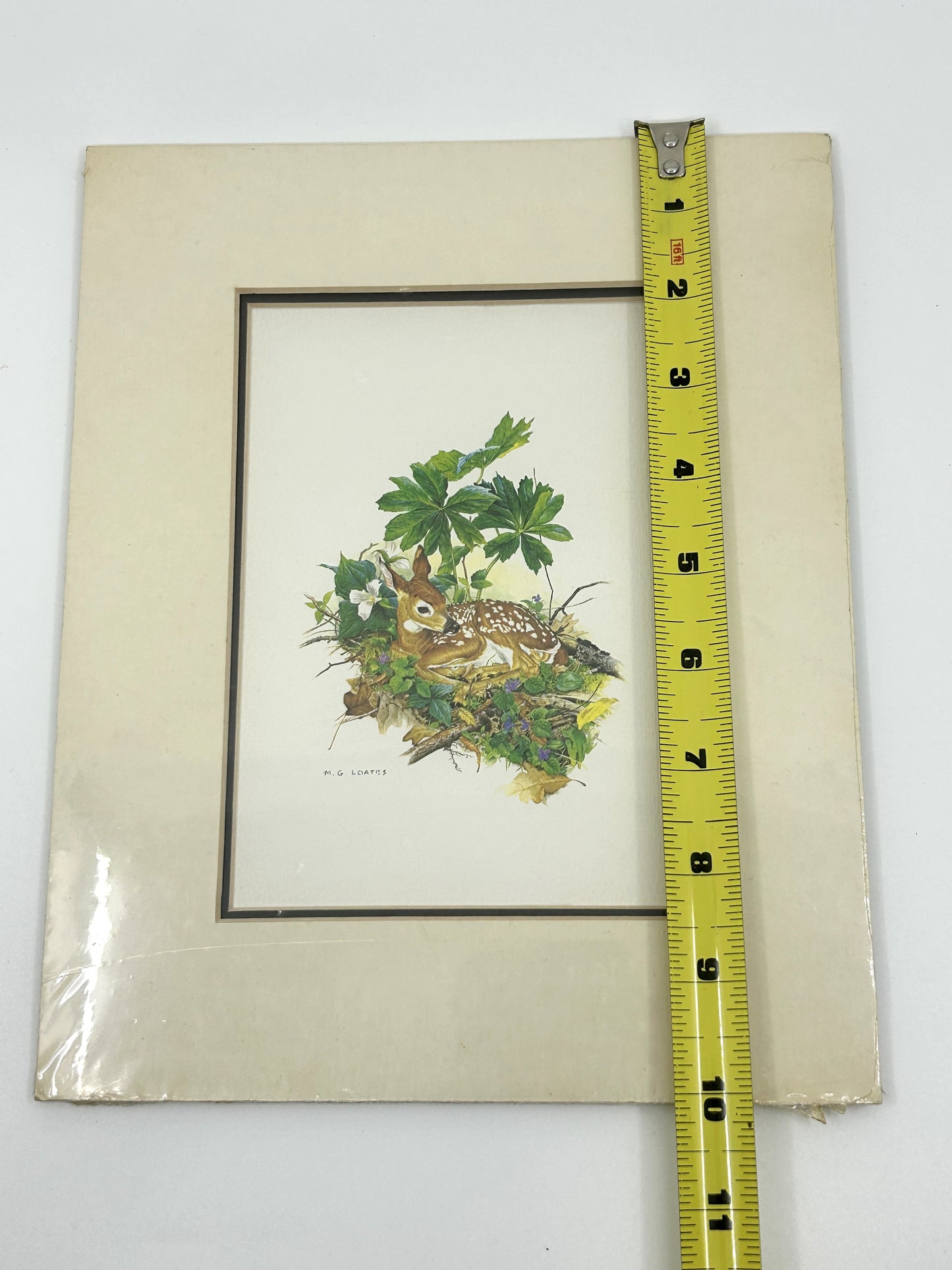 Glen Loates Fawn /Deer Resting in Foliage Print - Matted and Sealed Signed by Artist