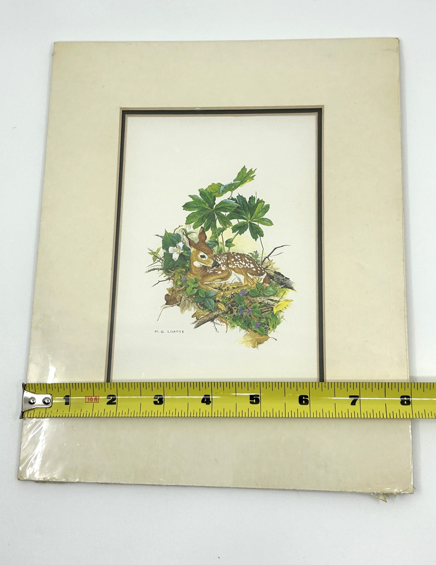 Glen Loates Fawn /Deer Resting in Foliage Print - Matted and Sealed Signed by Artist
