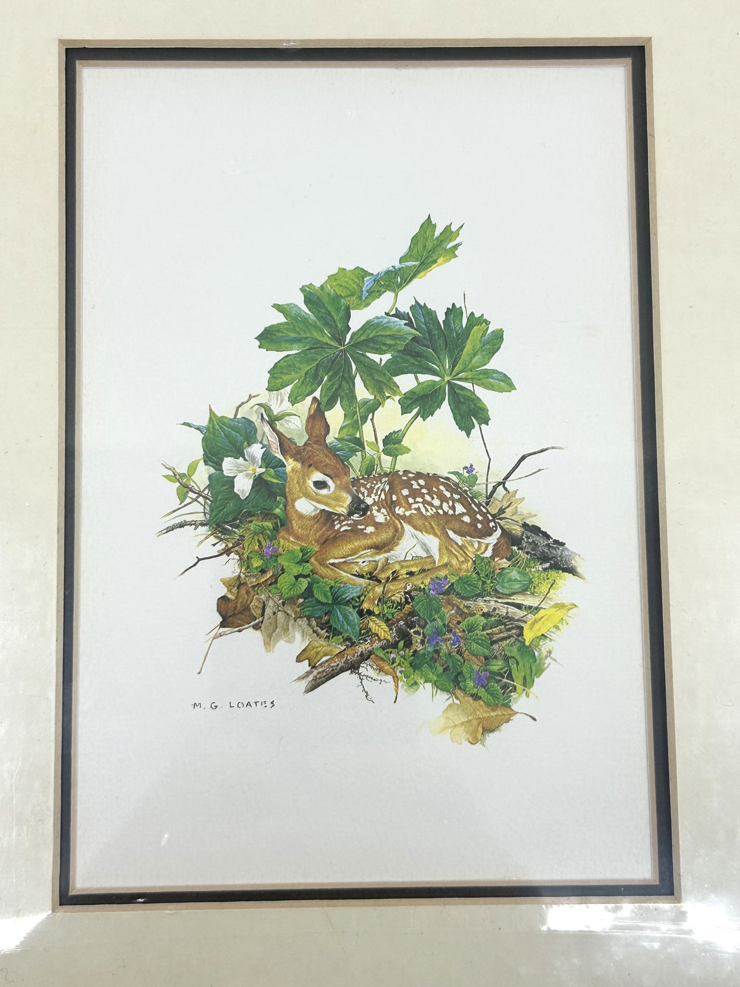 Glen Loates Fawn /Deer Resting in Foliage Print - Matted and Sealed Signed by Artist