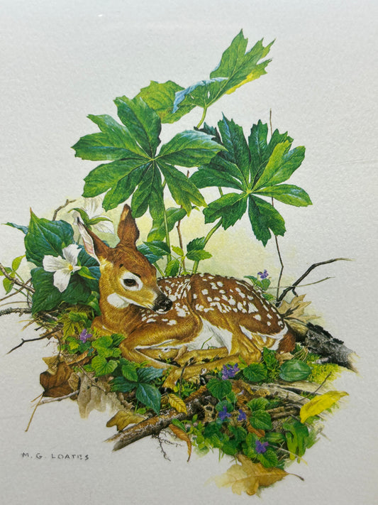 Glen Loates Fawn /Deer Resting in Foliage Print - Matted and Sealed Signed by Artist